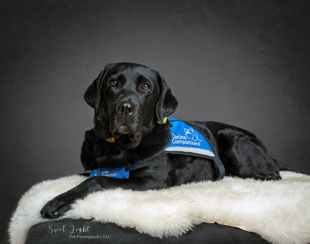 Rachael the courtroom dog